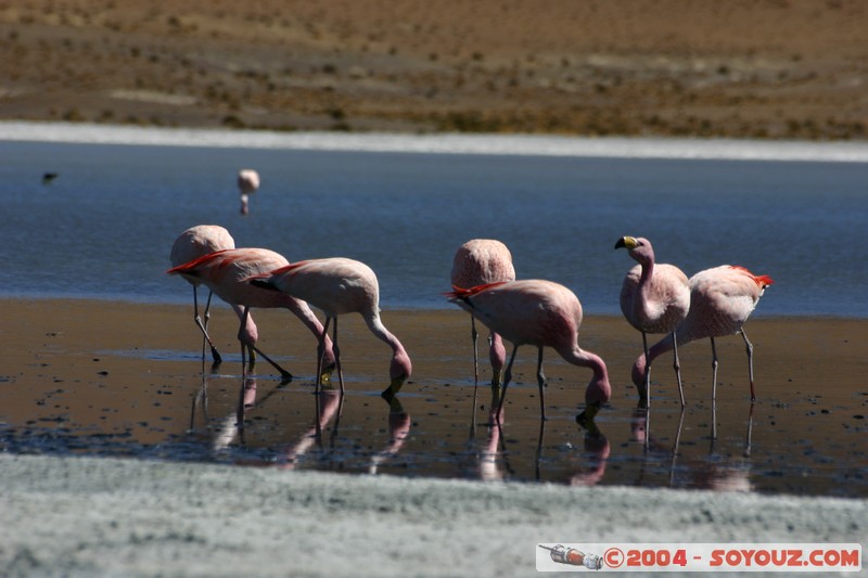 Laguna Hedionda - Flamenco de James
Mots-clés: animals oiseau flamand rose