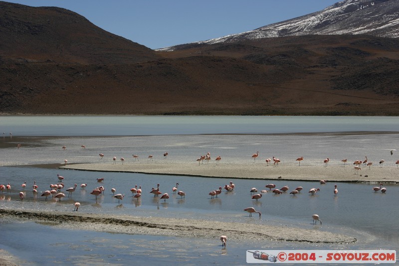 Laguna Hedionda - Flamenco de James
Mots-clés: animals oiseau flamand rose