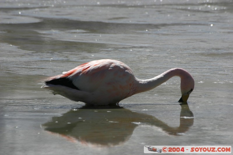 Laguna Hedionda - Flamenco de James
Mots-clés: animals oiseau flamand rose