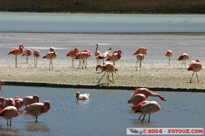 Laguna Hedionda - Flamenco de James
