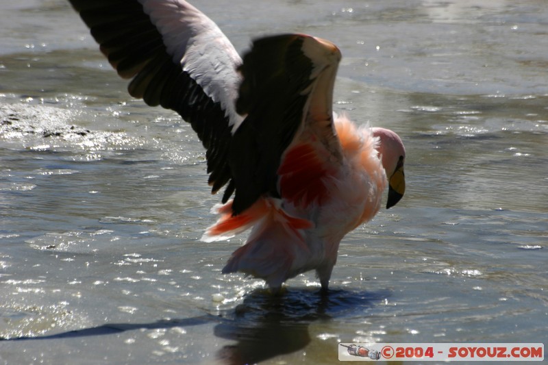 Laguna Hedionda - Flamenco de James
Mots-clés: animals oiseau flamand rose