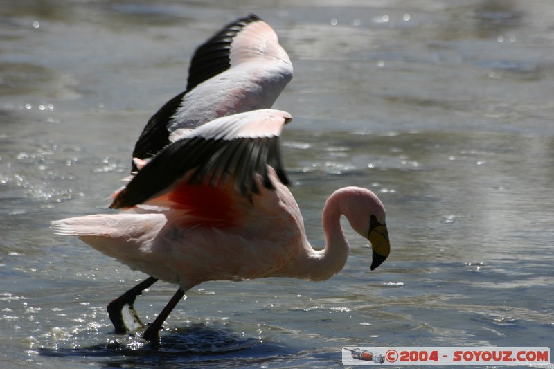 Laguna Hedionda - Flamenco de James
Mots-clés: animals oiseau flamand rose