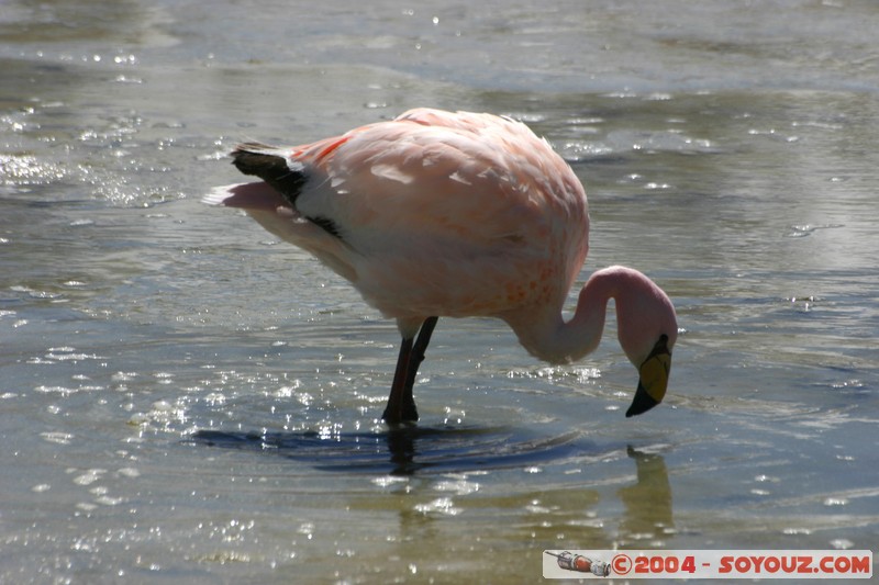 Laguna Hedionda - Flamenco de James
Mots-clés: animals oiseau flamand rose