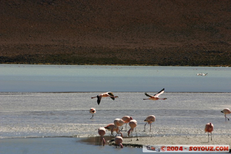 Laguna Hedionda - Flamenco de James
Mots-clés: animals oiseau flamand rose