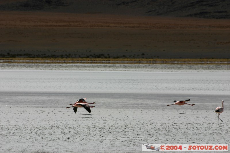 Laguna Hedionda - Flamenco de James
Mots-clés: animals oiseau flamand rose