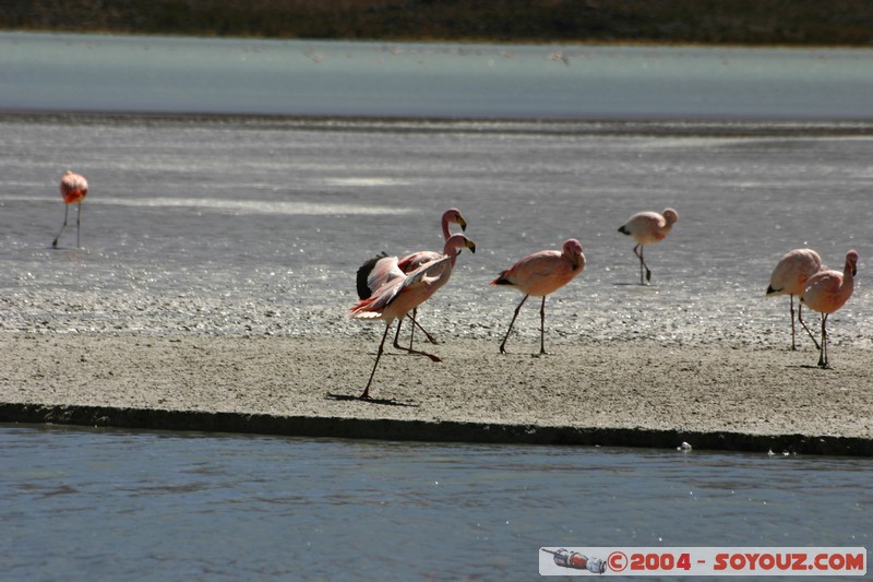 Laguna Hedionda - Flamenco de James
Mots-clés: animals oiseau flamand rose