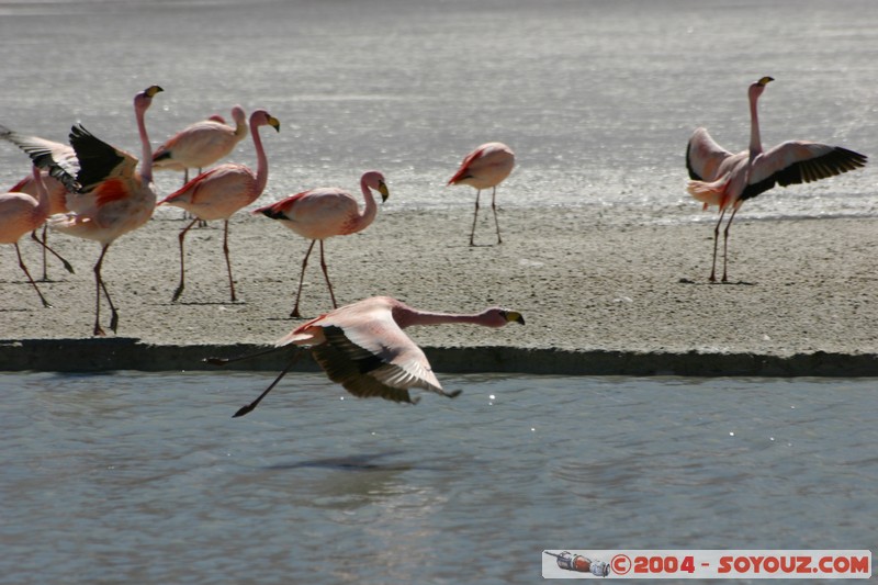 Laguna Hedionda - Flamenco de James
Mots-clés: animals oiseau flamand rose