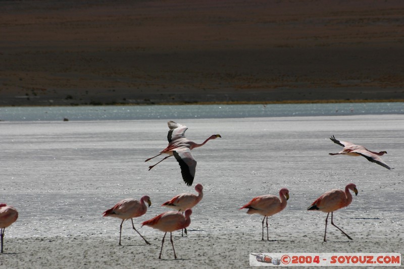 Laguna Hedionda - Flamenco de James
Mots-clés: animals oiseau flamand rose