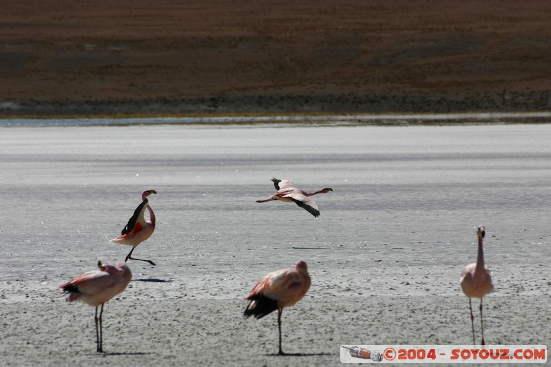 Laguna Hedionda - Flamenco de James
Mots-clés: animals oiseau flamand rose