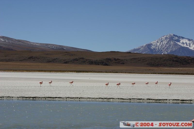 Laguna Hedionda - Flamenco de James
Mots-clés: animals oiseau flamand rose