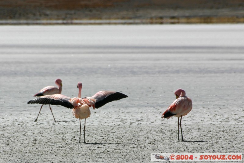 Laguna Hedionda - Flamenco de James
Mots-clés: animals oiseau flamand rose