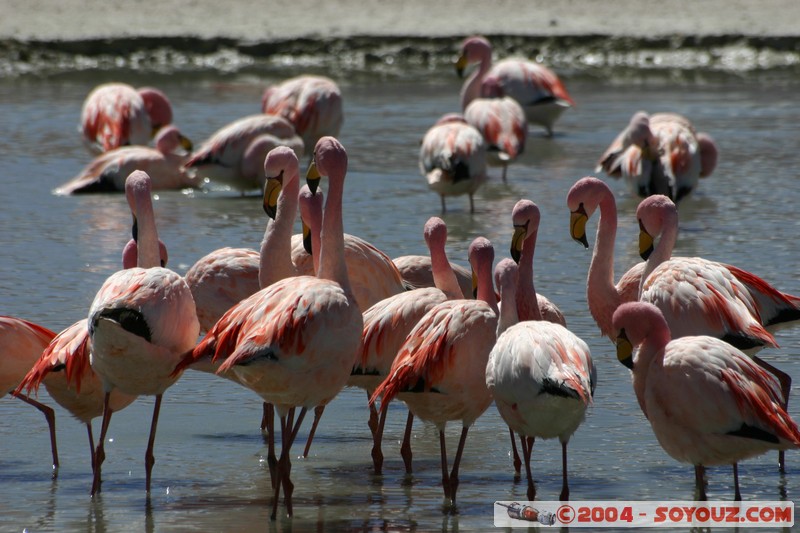 Laguna Hedionda - Flamenco de James
Mots-clés: animals oiseau flamand rose