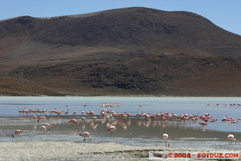 Laguna Hedionda - Flamenco de James
Mots-clés: animals oiseau flamand rose