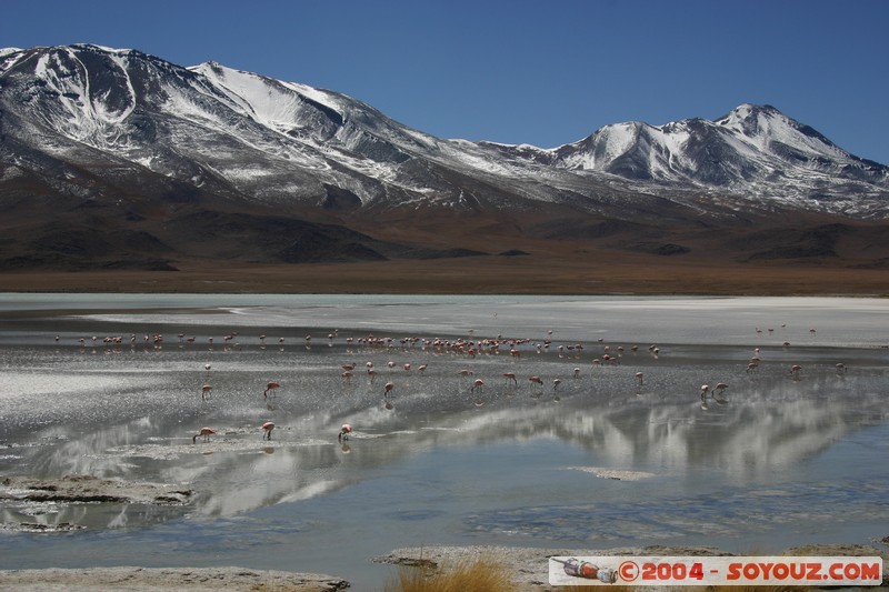 Laguna Hedionda
Mots-clés: animals oiseau flamand rose