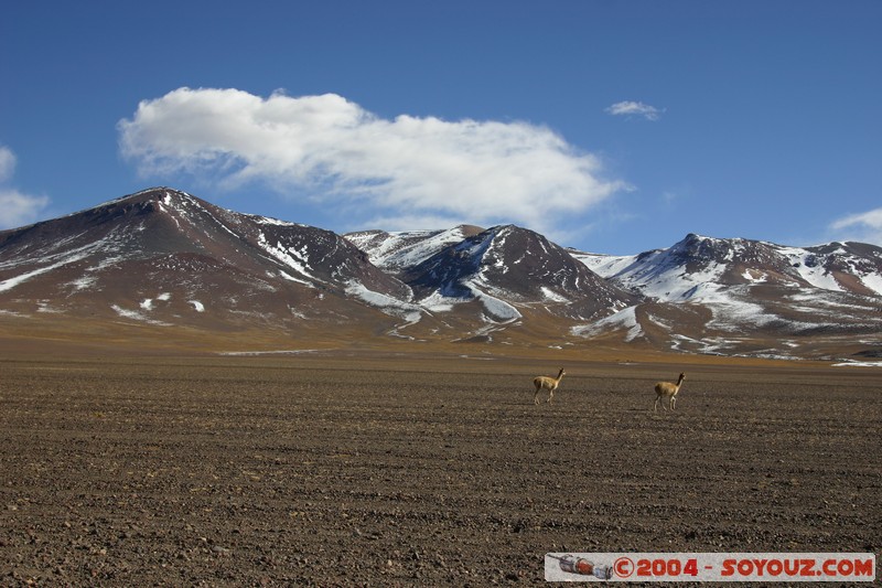 Zona de lagunas - Vicunas
Mots-clés: animals Vicuna