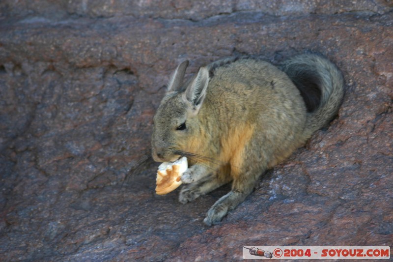 Zona de lagunas - Viscacha
Mots-clés: animals viscachas