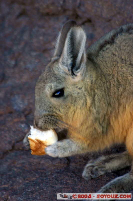 Zona de lagunas - Viscacha
Mots-clés: animals viscachas