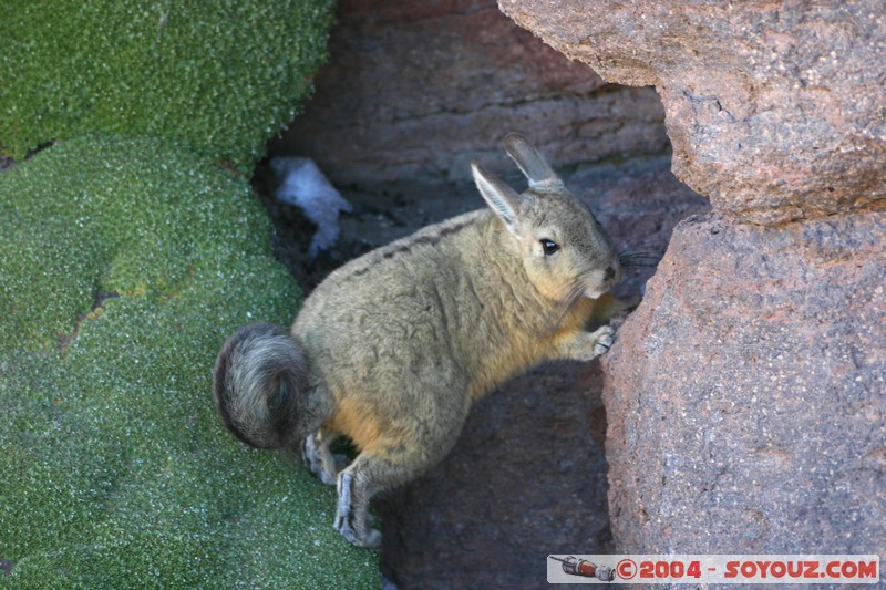 Zona de lagunas - Viscacha
Mots-clés: animals viscachas