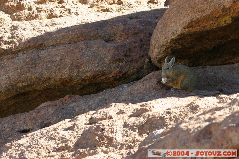 Zona de lagunas - Viscacha
Mots-clés: animals viscachas