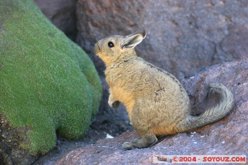 Zona de lagunas - Viscacha
Mots-clés: animals viscachas