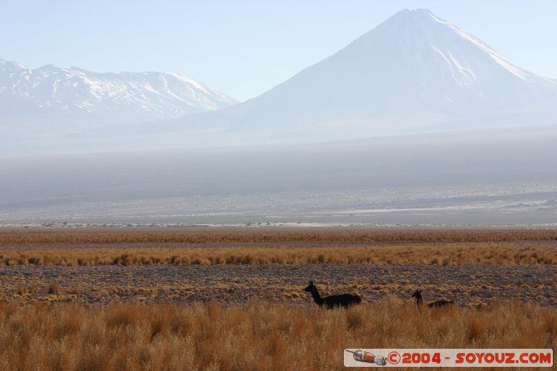 Salar de Atacama - Toconao - Volcan Licancabur y Lamas
Mots-clés: chile volcan animals Lama