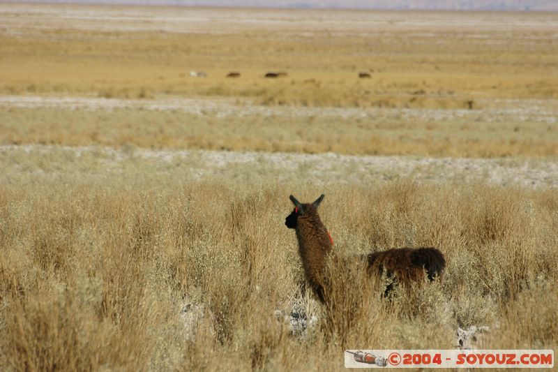 Salar de Atacama - Toconao - Lama
Mots-clés: chile animals Lama