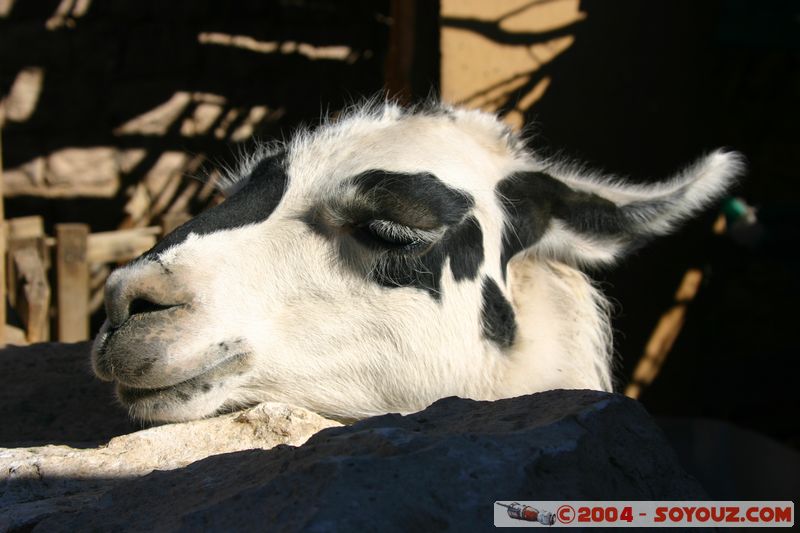 Salar de Atacama - Toconao - Lama
Mots-clés: chile animals Lama