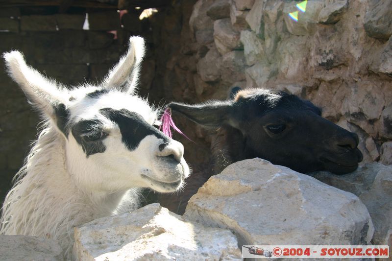 Salar de Atacama - Toconao - Lamas
Mots-clés: chile animals Lama