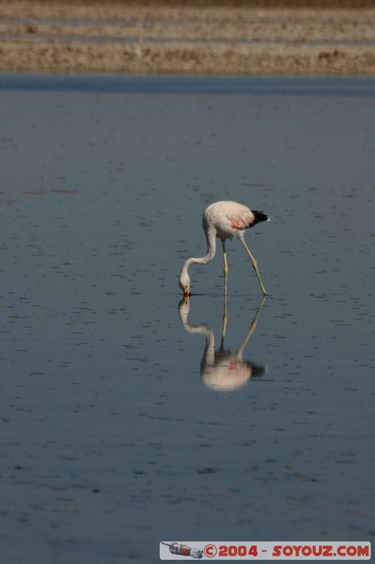 Salar de Atacama - Laguna Chaxa - Flamenco de James
Mots-clés: chile animals oiseau flamand rose