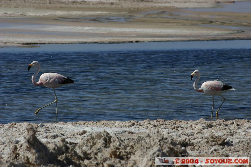 Salar de Atacama - Laguna Chaxa - Flamenco de James
Mots-clés: chile animals oiseau flamand rose