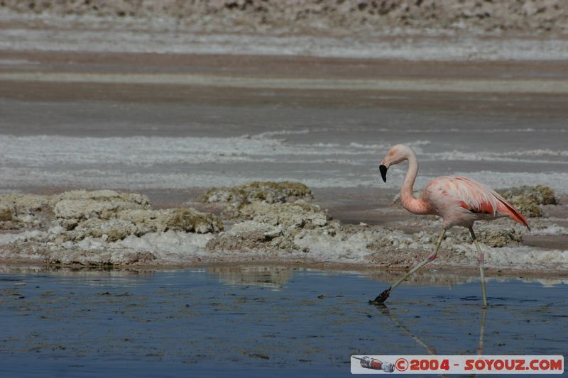 Salar de Atacama - Laguna Chaxa - Flamenco Chileno
Mots-clés: chile animals oiseau flamand rose