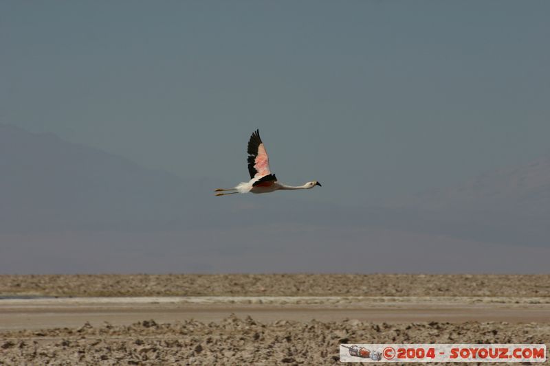 Salar de Atacama - Laguna Chaxa - Flamenco Chileno
Mots-clés: chile animals oiseau flamand rose