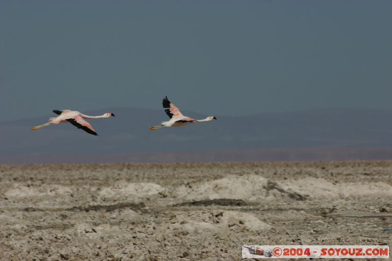 Salar de Atacama - Laguna Chaxa - Flamenco Chileno
Mots-clés: chile animals oiseau flamand rose