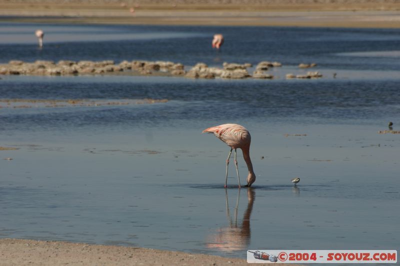 Salar de Atacama - Laguna Chaxa - Flamenco Chileno
Mots-clés: chile animals oiseau flamand rose