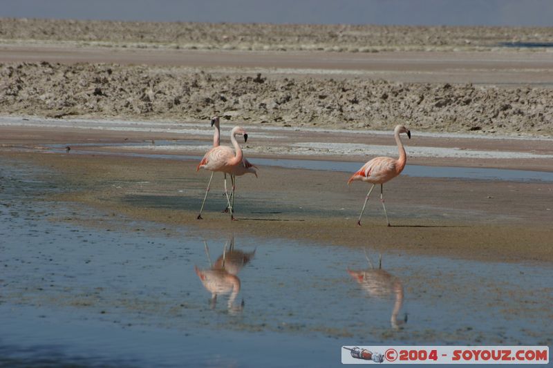 Salar de Atacama - Laguna Chaxa - Flamenco Chileno
Mots-clés: chile animals oiseau flamand rose