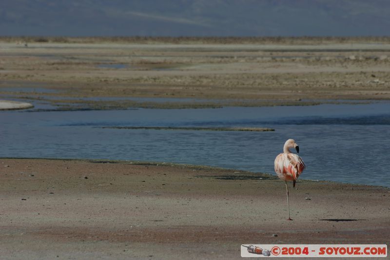 Salar de Atacama - Laguna Chaxa - Flamenco Chileno
Mots-clés: chile animals oiseau flamand rose