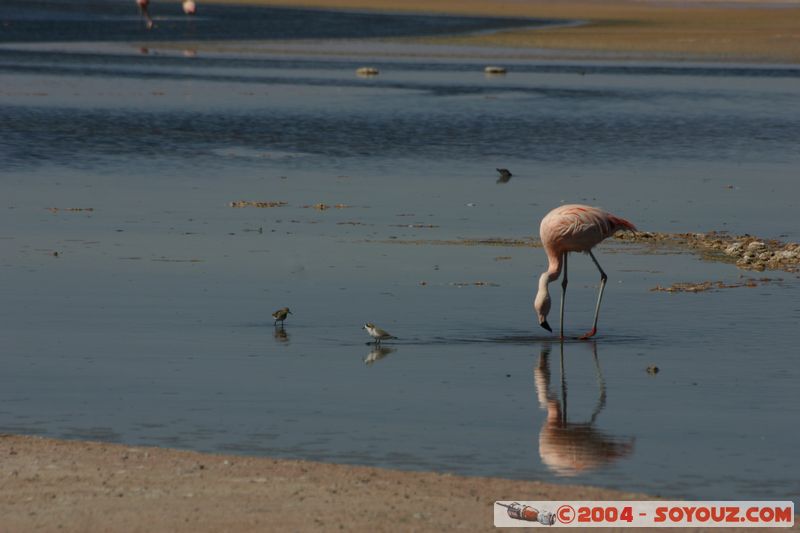 Salar de Atacama - Laguna Chaxa - Flamenco Chileno
Mots-clés: chile animals oiseau flamand rose