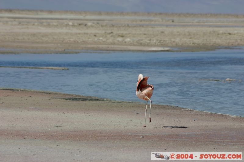 Salar de Atacama - Laguna Chaxa - Flamenco Chileno
Mots-clés: chile animals oiseau flamand rose