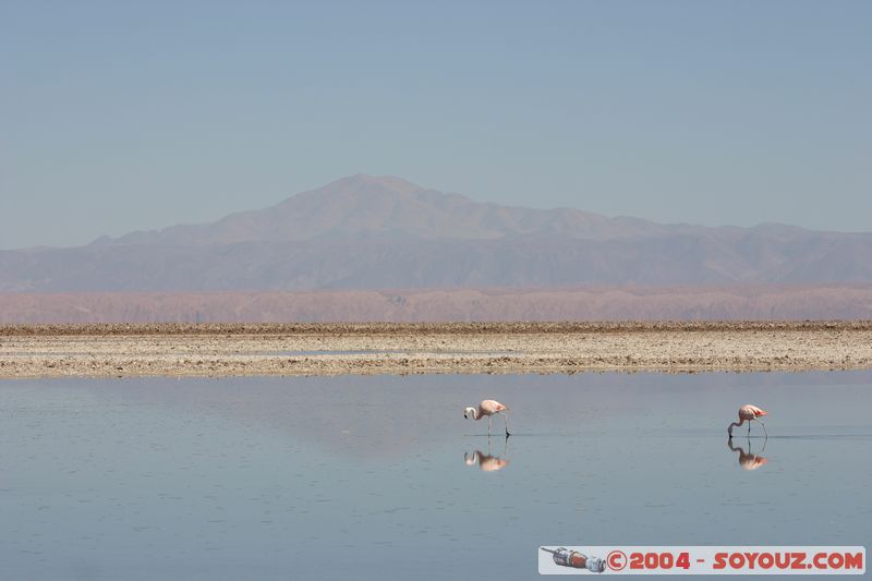 Salar de Atacama - Laguna Chaxa - Flamenco Chileno
Mots-clés: chile animals oiseau flamand rose