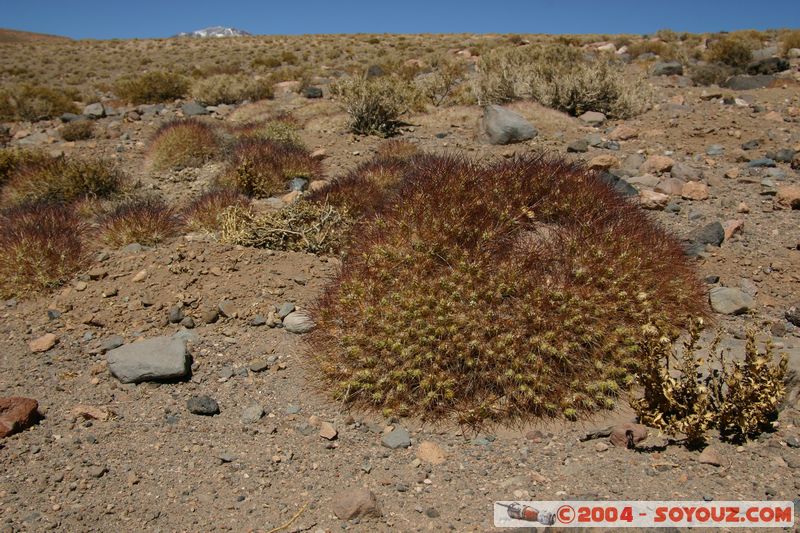 Desierto de Atacama
Mots-clés: chile plante Desert