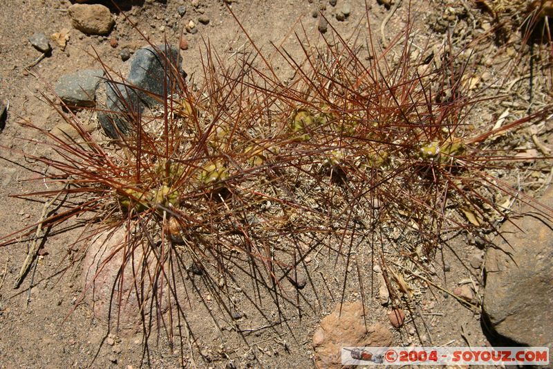 Desierto de Atacama
Mots-clés: chile plante Desert