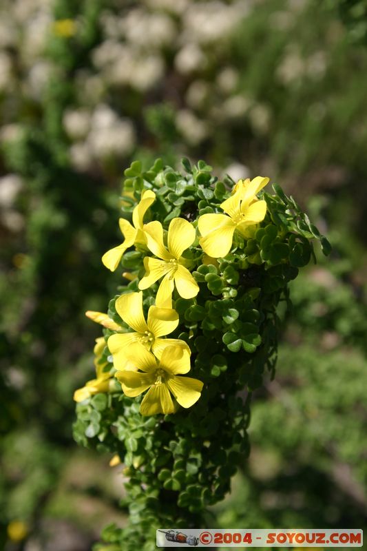 Caleta Los Hornos
Mots-clés: chile fleur