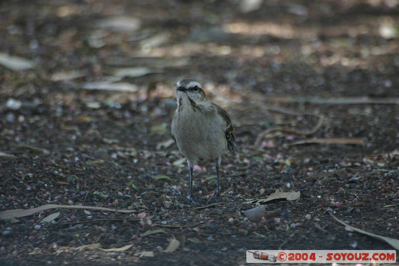 La Silla - Oiseau
Mots-clés: chile animals oiseau