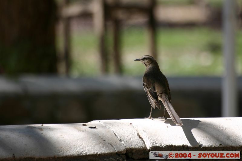 La Silla - Oiseau
Mots-clés: chile animals oiseau