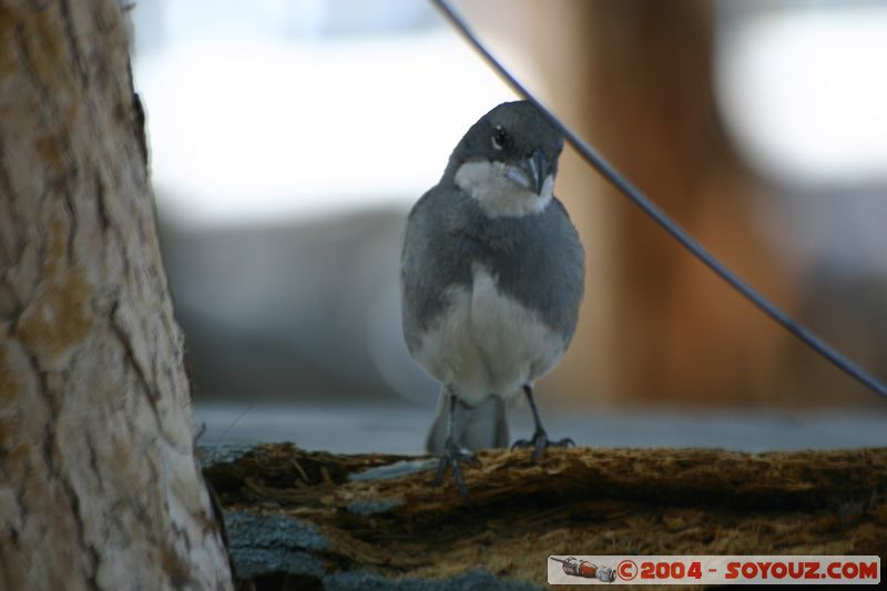 La Silla - Oiseau
Mots-clés: chile animals oiseau