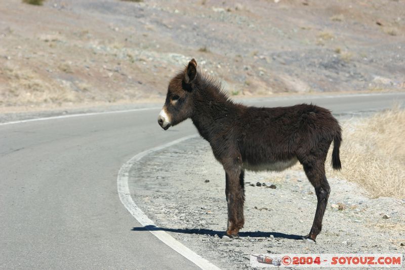 La Silla - Ane
Mots-clés: chile animals ane