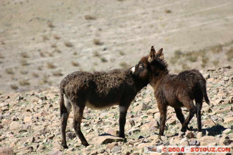 La Silla - Ane
Mots-clés: chile animals ane