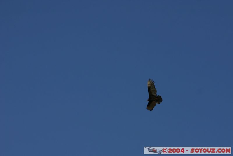 Las Campanas Observatory - Aigle
Mots-clés: chile animals oiseau