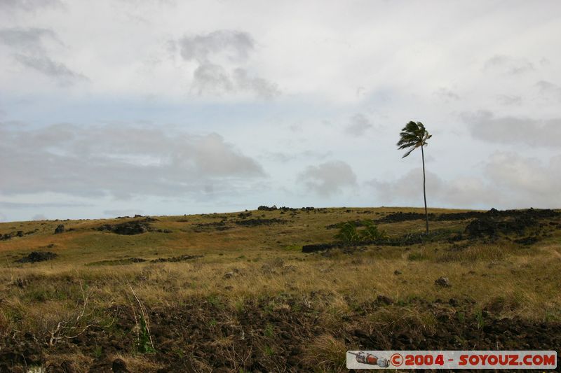 Ile de Paques
Mots-clés: chile Ile de Paques Easter Island patrimoine unesco