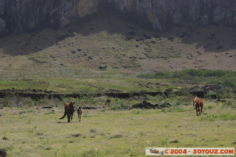 Ile de Paques - Ahu Tongariki - Chevaux
Mots-clés: chile Ile de Paques Easter Island animals cheval